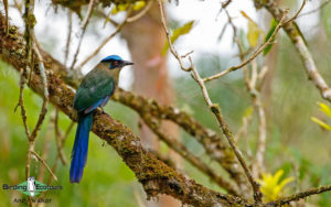 Southern Peru birding tours