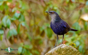 Northern Thailand birding tours