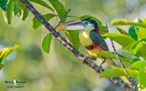 South Peru birding tours