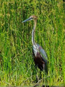 kenya birding tour