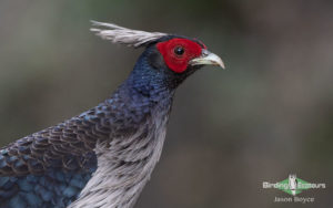 Northern Thailand birding tours