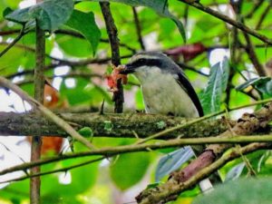 kenya birding tour