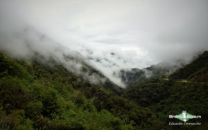 South Peru birding tours