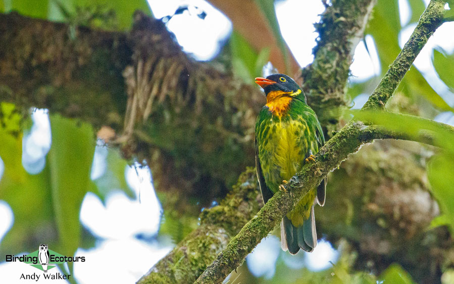 Southern Peru birding tours