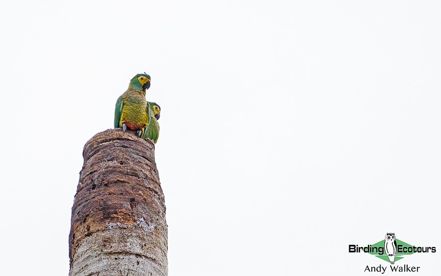 South Peru birding tours