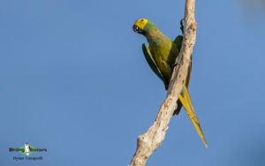 South Peru birding tours