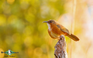 Northern Thailand birding tours