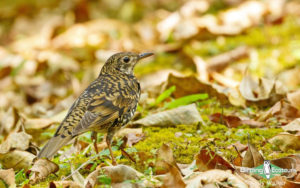 Northern Thailand birding tours