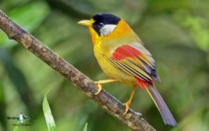Northern Thailand birding tours