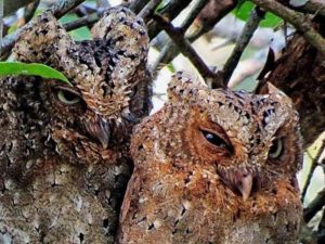 kenya birding tour