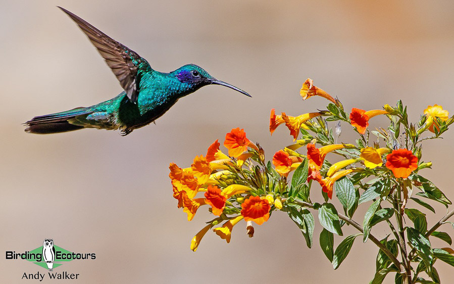 Southern Peru birding tours