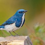 Northern Thailand birding tours
