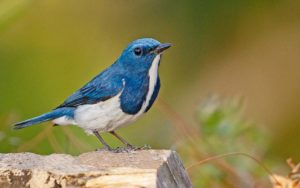 Northern Thailand birding tours