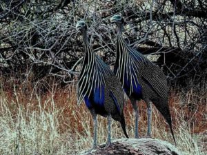 kenya birding tour