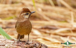 Northern Thailand birding tours