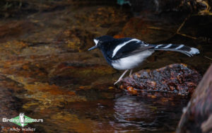 Northern Thailand birding tours