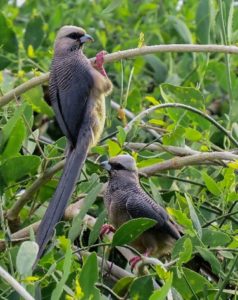 kenya birding tour