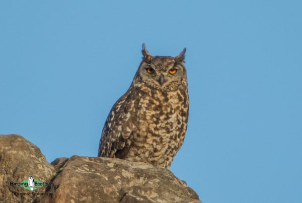 Subtropical South Africa trip report