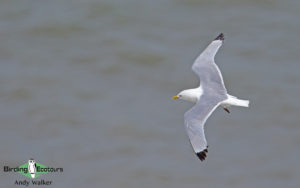 Alaska birding