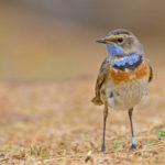 Alaska birding tours