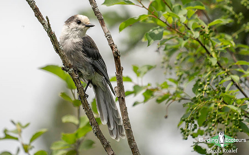 Alaska birding tour