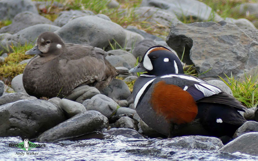 Birding Tour USA Alaska Vast Beauty, Nome, Denali, Seward