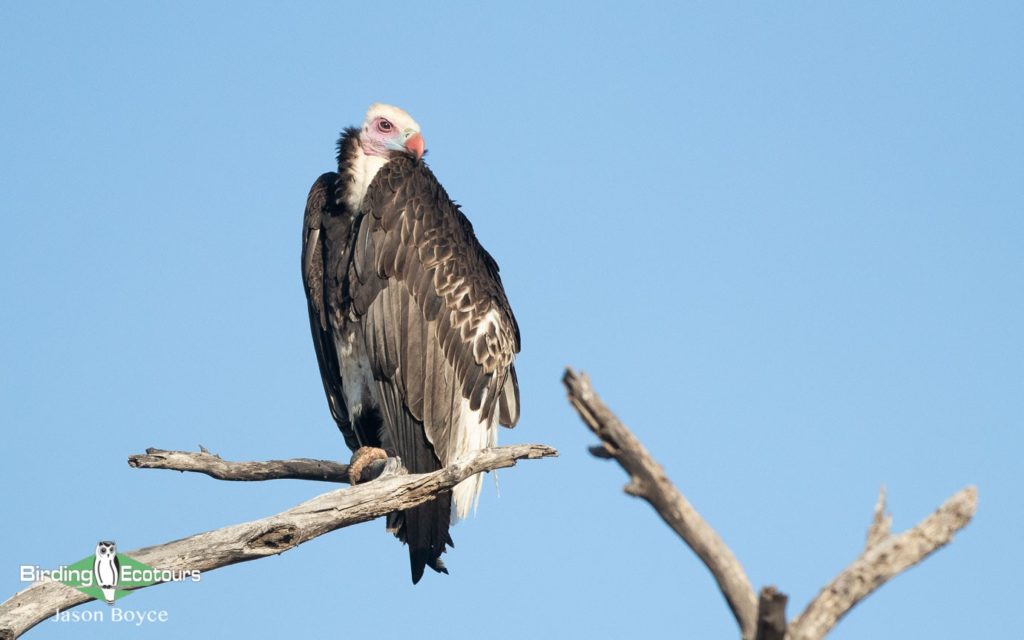 Kruger Escarpment trip report