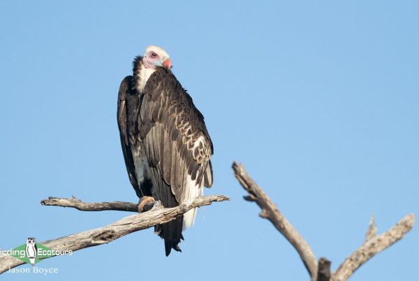Kruger Escarpment trip report