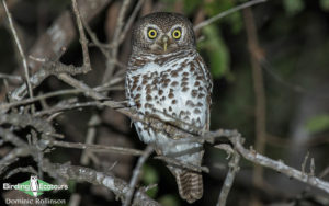 Owls of Southern Africa