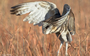 Owls of Southern Africa