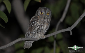 Owls of Southern Africa