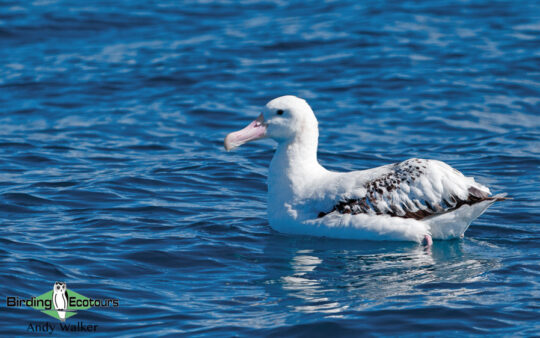 Australia birding