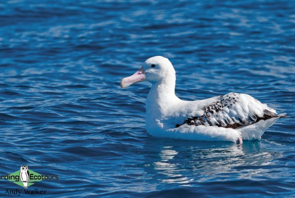 Australia birding