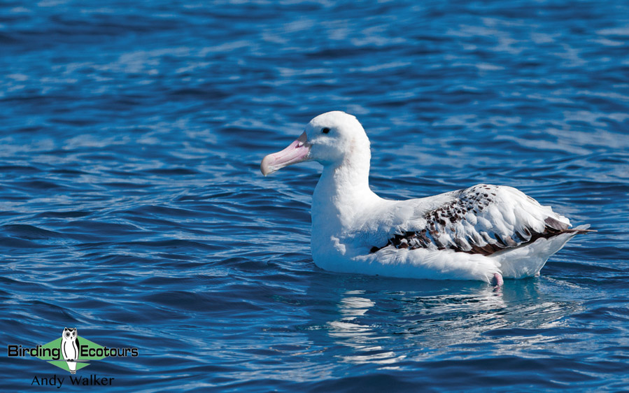 Australia birding