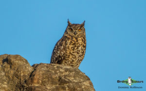 Owls of Southern Africa