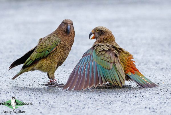New Zealand trip report