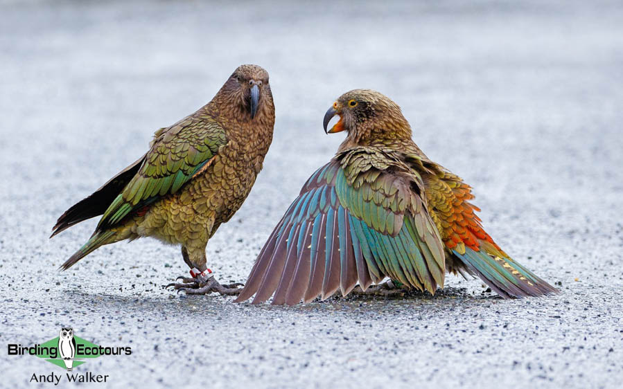 New Zealand trip report