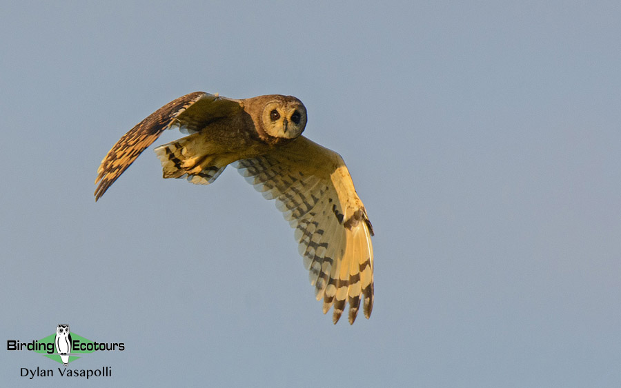 Owls of Southern Africa