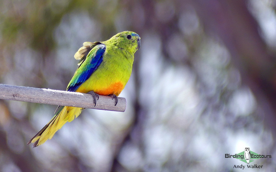 Tasmania birding
