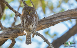 Owls of Southern Africa