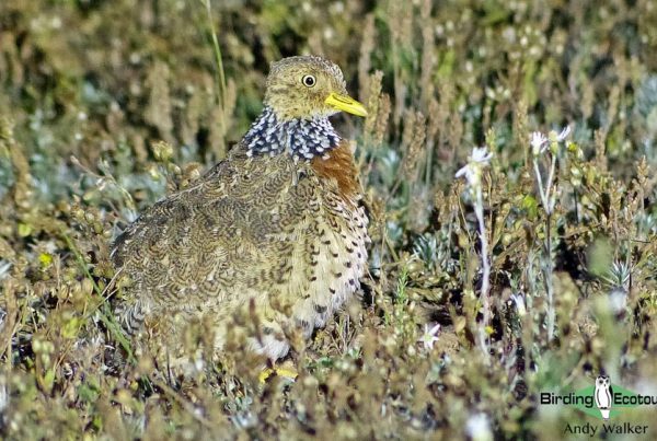 Australia birding