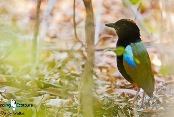 Australia birding