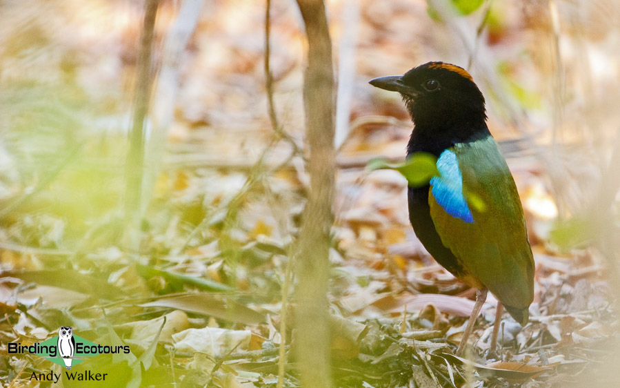 Australia birding