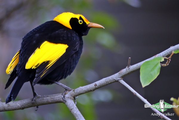 Australia birding
