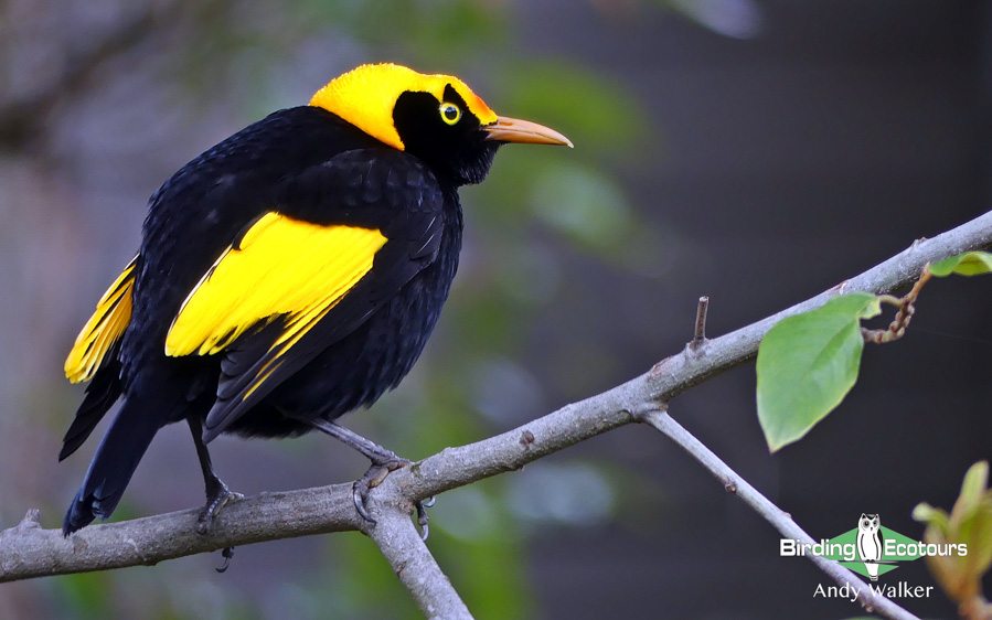 Australia birding