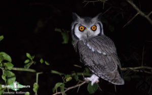 Owls of Southern Africa