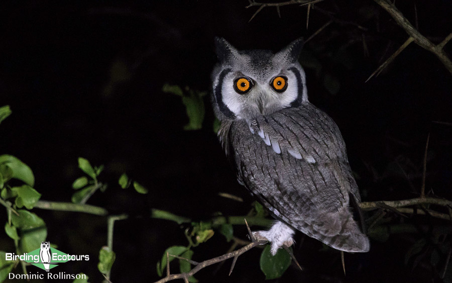 Owls southern Africa