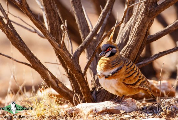 Australia birding