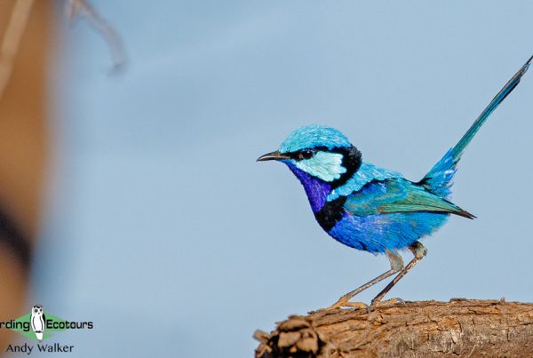 Australia birding