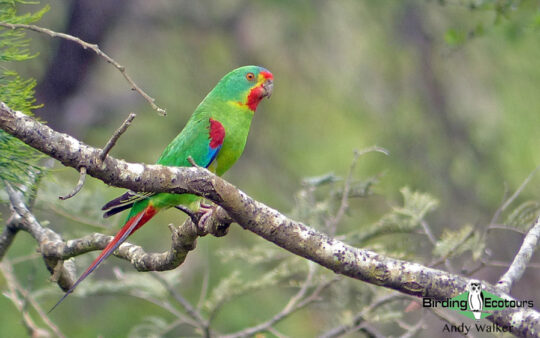 Australia birding